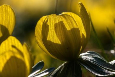 28 Winterling in der Morgensonne